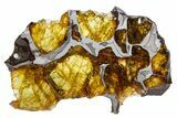 Polished Imilac Pallasite Meteorite (g) Slice #302096-1